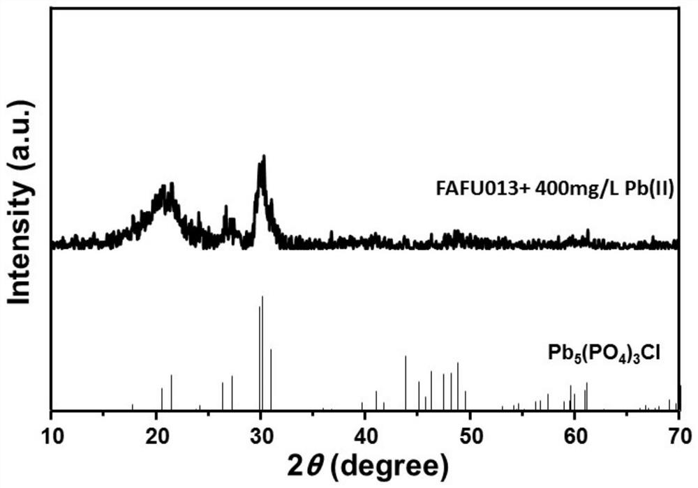 A thermophilic Pb ore-forming bacterium and its method for passivating Pb in sludge high-temperature composting