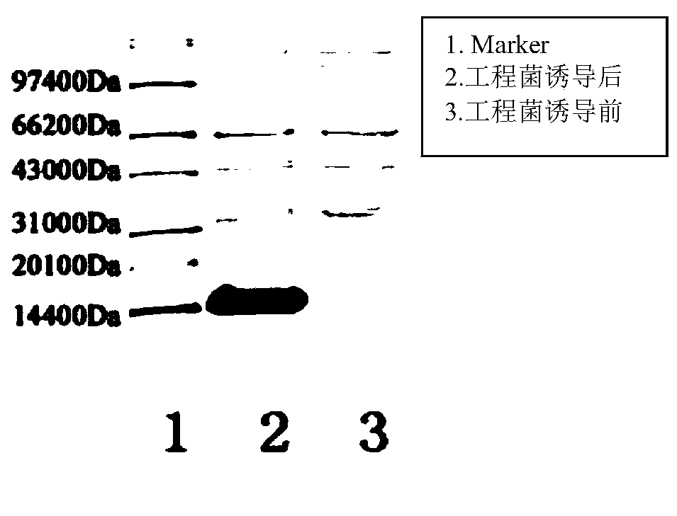 Method for preparing GLP-1 or GLP-1 analogue polypeptides by using escherichia coli to express tandem sequence