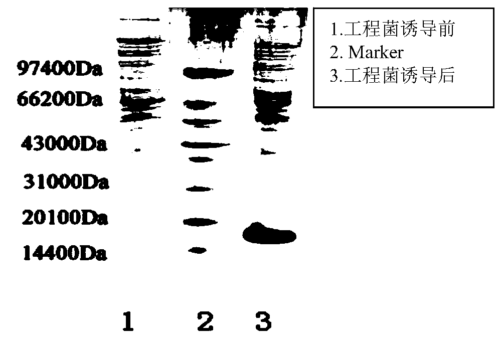 Method for preparing GLP-1 or GLP-1 analogue polypeptides by using escherichia coli to express tandem sequence