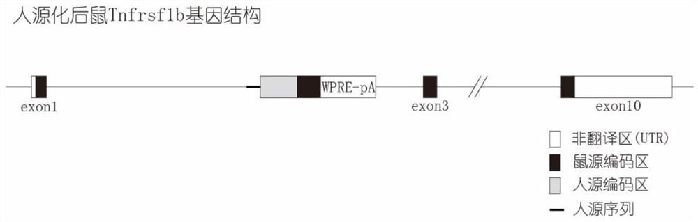 Construction method and application of TNFRSF1B gene humanized animal model