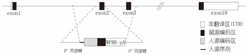 Construction method and application of TNFRSF1B gene humanized animal model