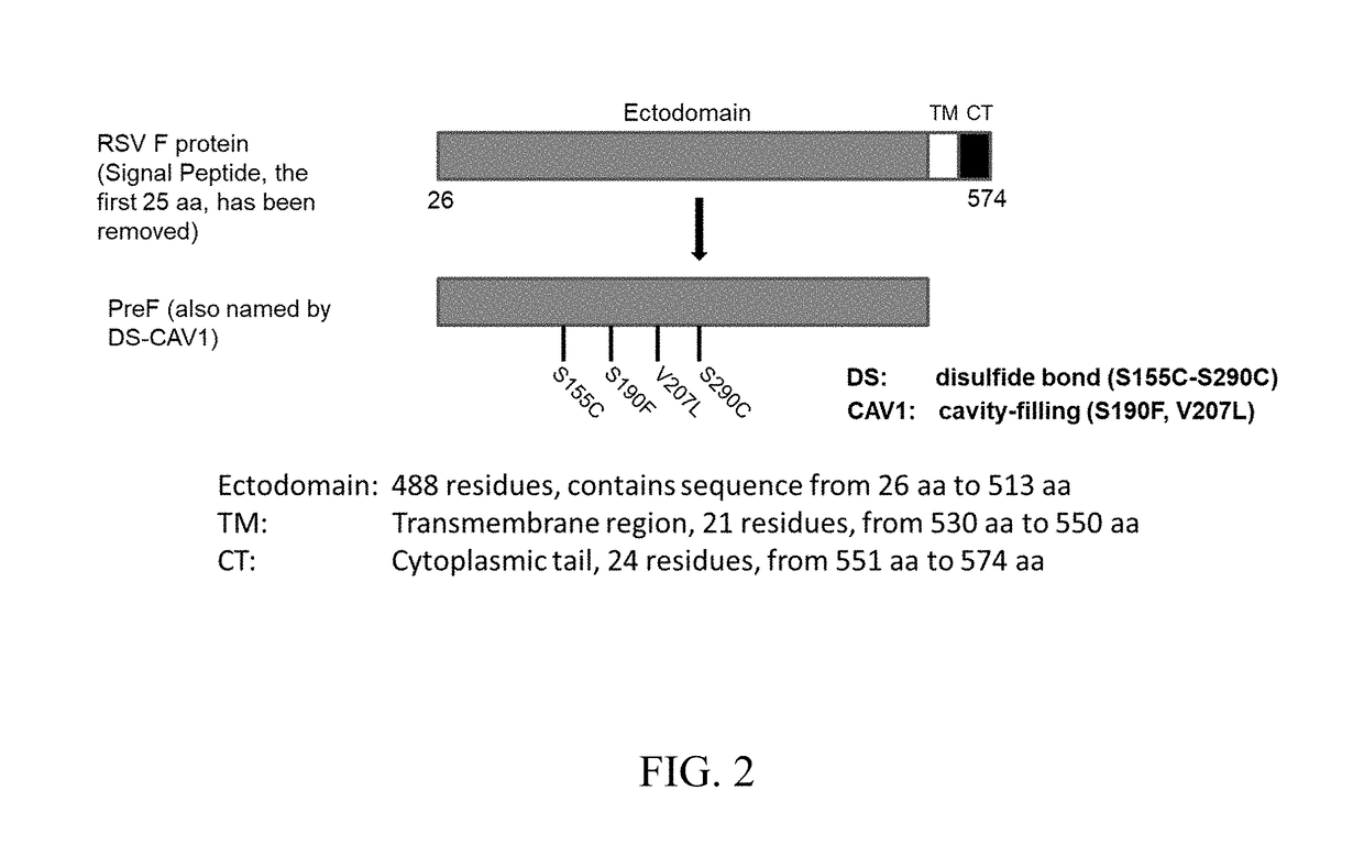 FCRn-Targeted Mucosal Vaccination Against RSV