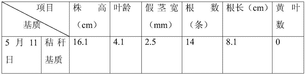 Soilless straw matrix of rice dry-raising water pipe and seedling culture method