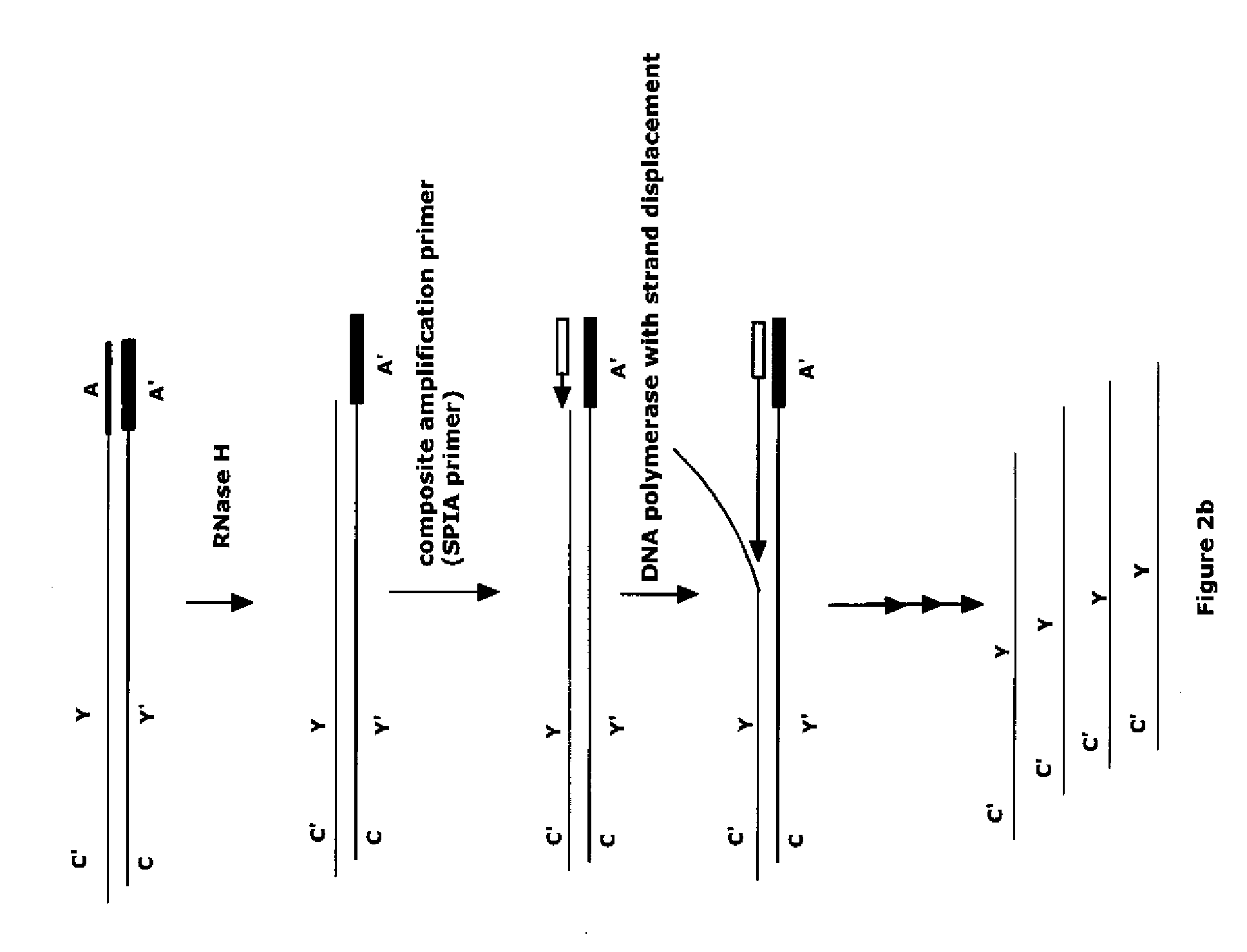 Methods of RNA amplification in the presence of DNA