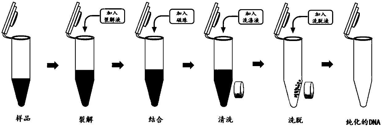 Kit for extracting total DNA from citrus leaf midribs on basis of magnetic bead method and extraction method thereof