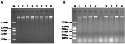 Kit for extracting total DNA from citrus leaf midribs on basis of magnetic bead method and extraction method thereof