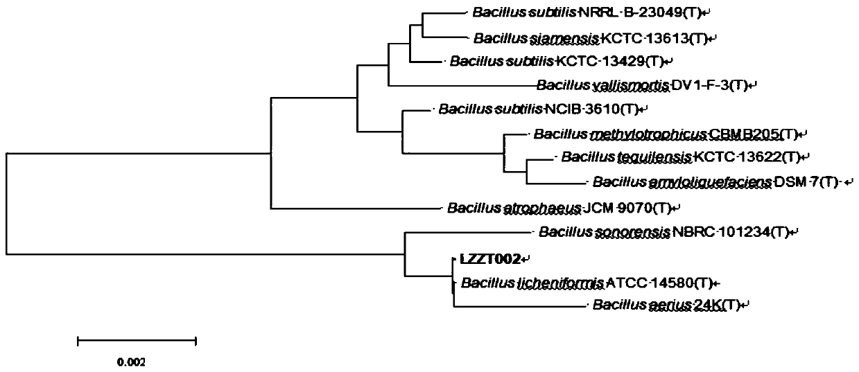 Bacillus licheniformis and application thereof