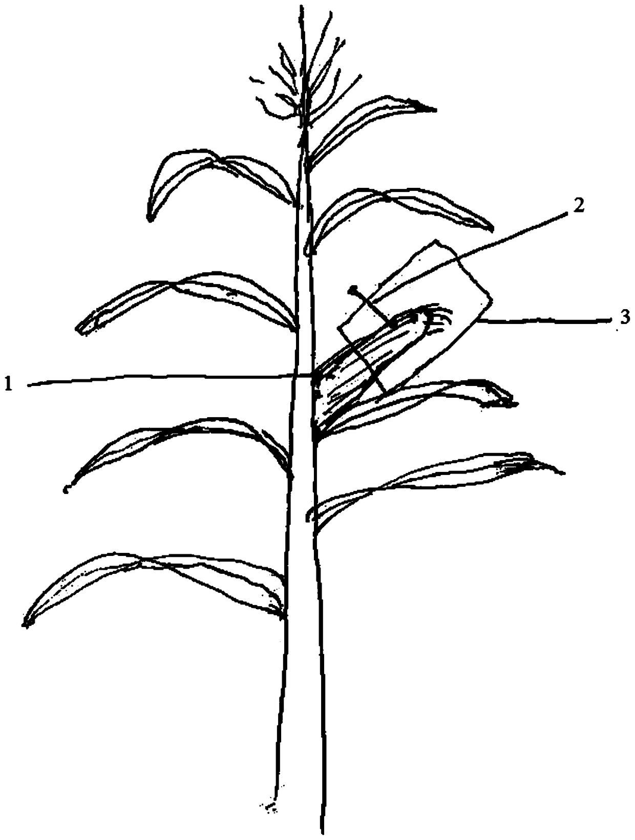 Method for fixing corn pollination bags