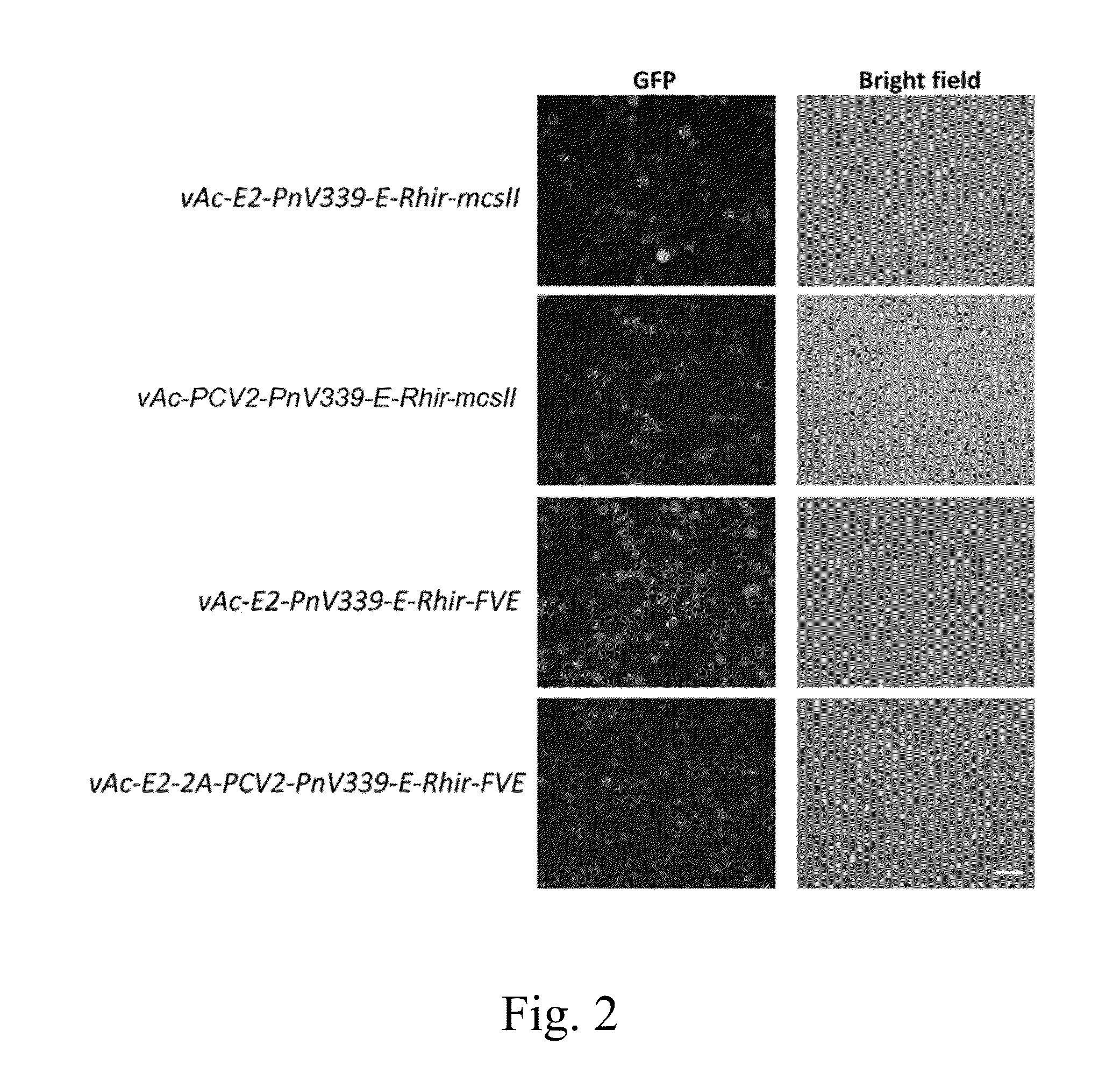 Novel recombinant baculovirus vector and uses thereof