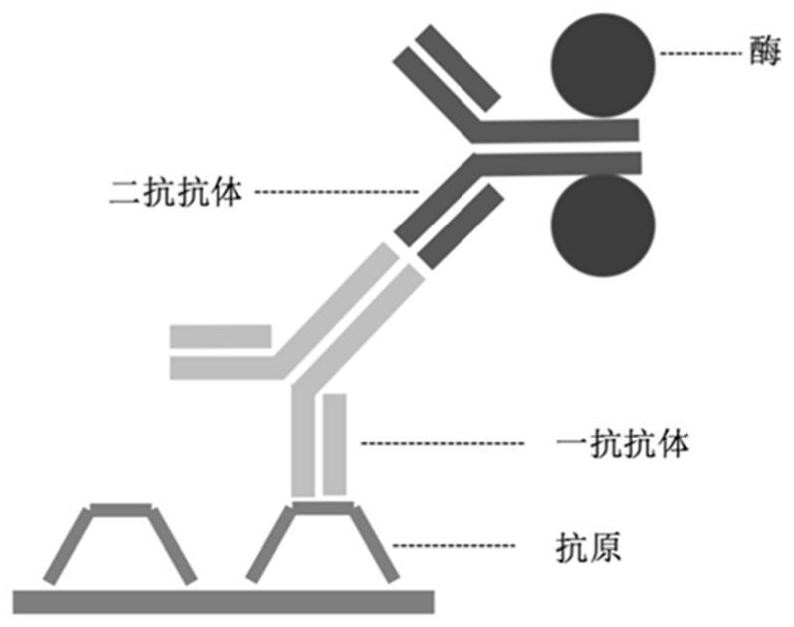 A kind of enzyme-labeled secondary antibody complex and preparation method thereof