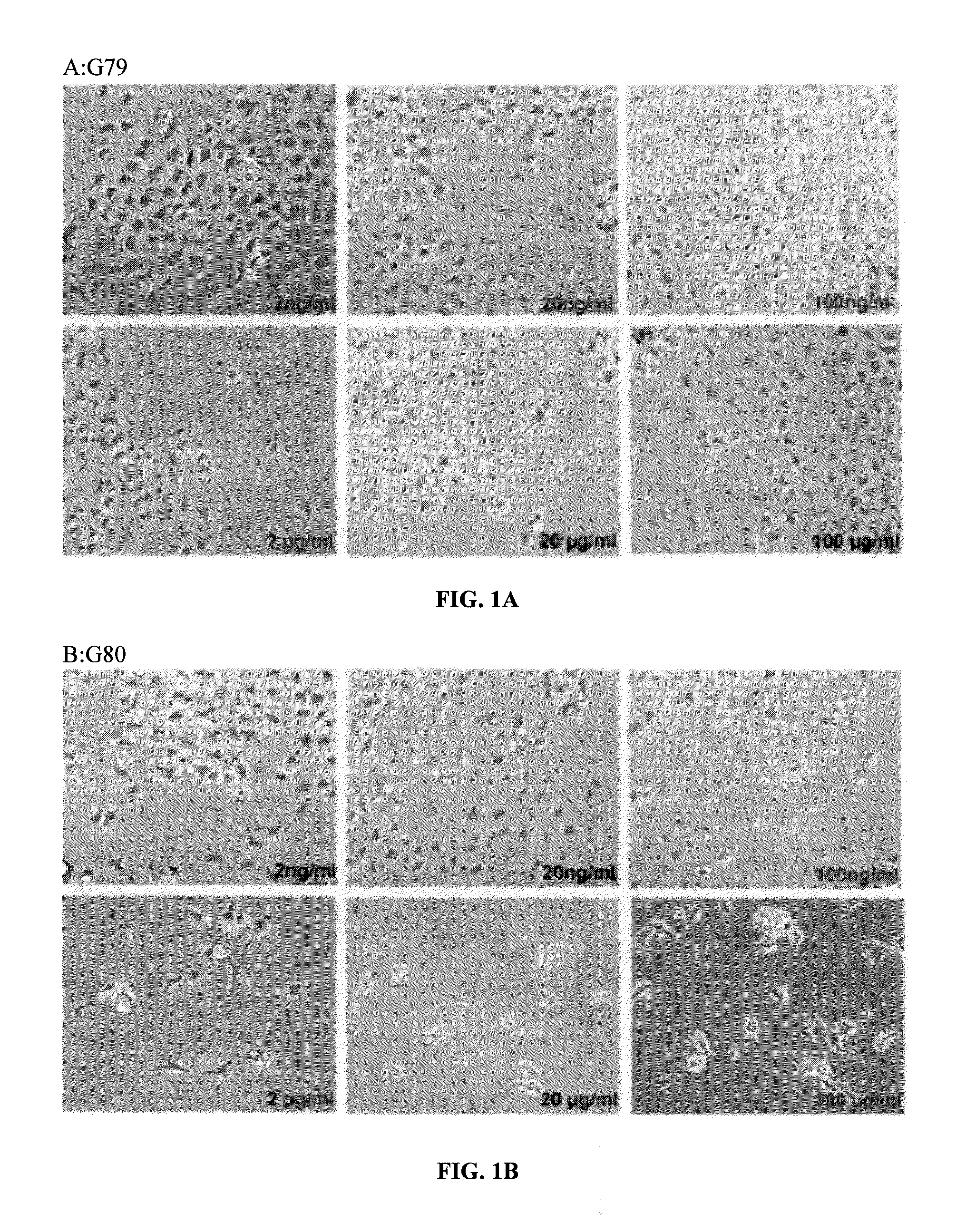 Agonists of neurotrophin receptors and their use as medicaments