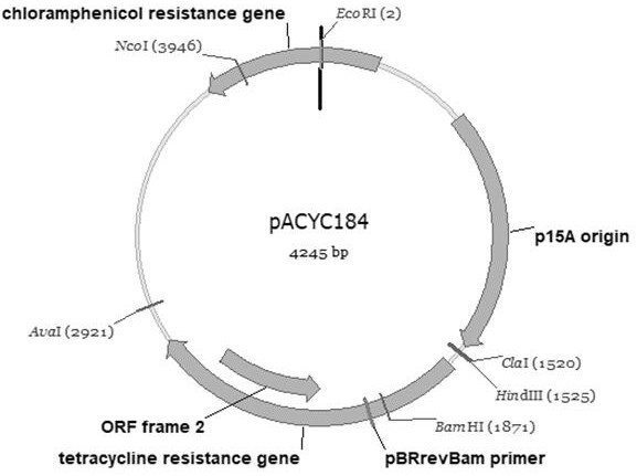 Recombinant escherichia coli constructed by genetic engineering and method for biosynthesizing 6'-sialyllactose