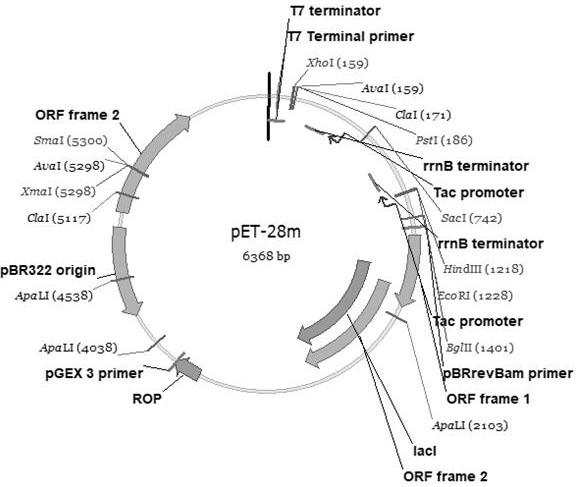 Recombinant escherichia coli constructed by genetic engineering and method for biosynthesizing 6'-sialyllactose