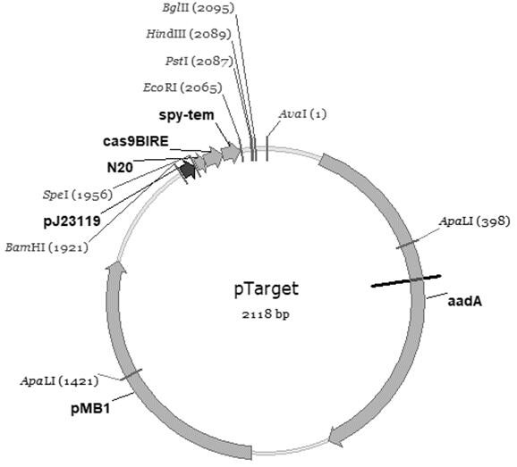 Recombinant escherichia coli constructed by genetic engineering and method for biosynthesizing 6'-sialyllactose