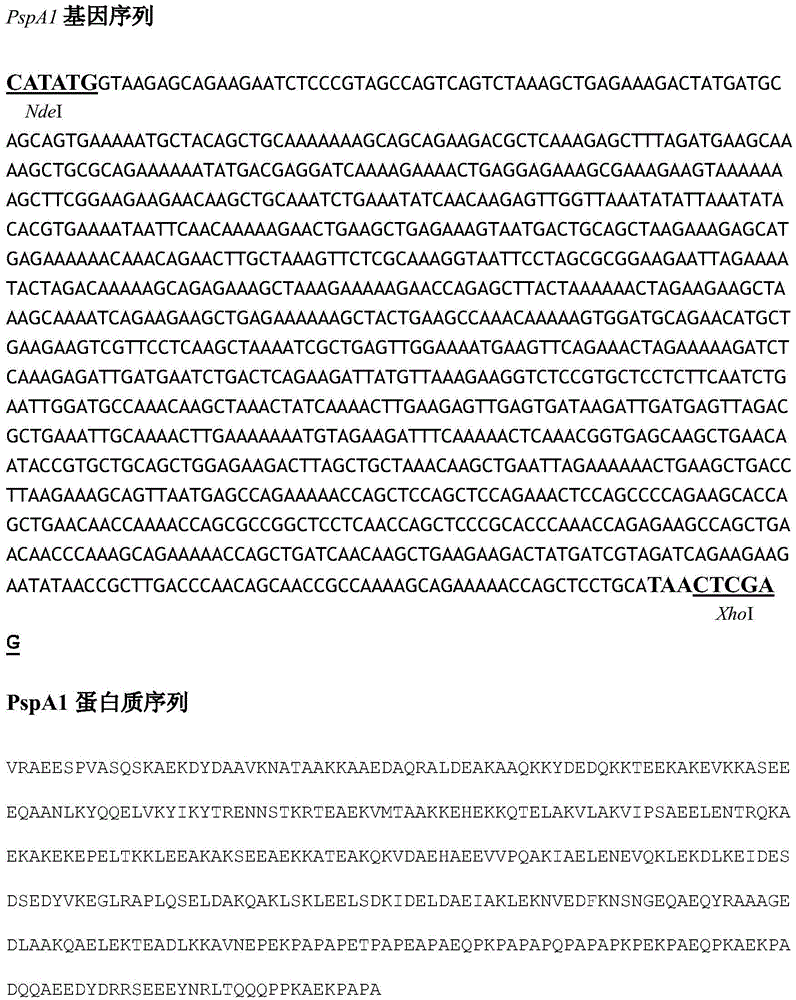 Rapid detection method and kit for human Streptococcus pneumoniae based on magnetic separation and quantum dot labeling