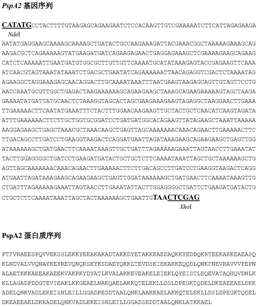 Rapid detection method and kit for human Streptococcus pneumoniae based on magnetic separation and quantum dot labeling