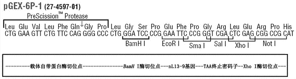Anti-aging short peptide and preparation method thereof