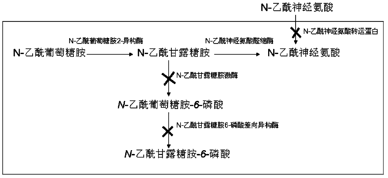 Genetically engineered bacteria for producing N-acetylneuraminic acid as well as construction method and application thereof