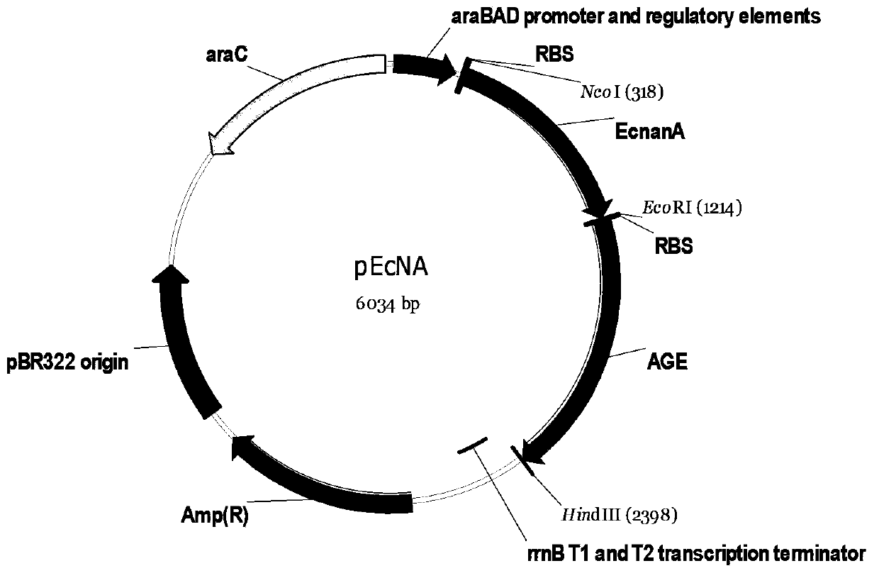 Genetically engineered bacteria for producing N-acetylneuraminic acid as well as construction method and application thereof