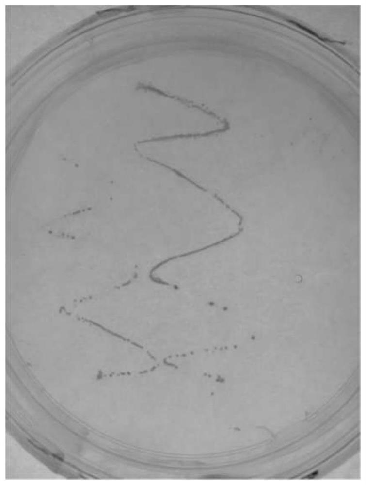 Screening and application of benzo[a] anthracene degrading bacterium in black and odorous bottom mud