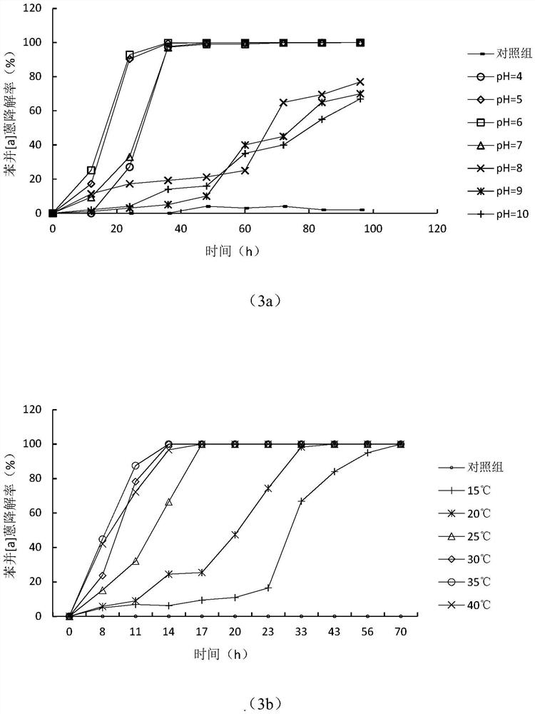 Screening and application of benzo[a] anthracene degrading bacterium in black and odorous bottom mud