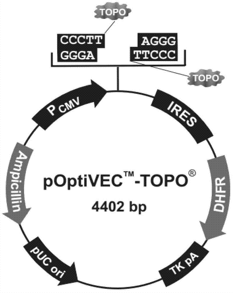 Gene sequence for expressing soluble recombinant human hyaluronidase PH20 in CHO (Chinese hamster ovary) cell