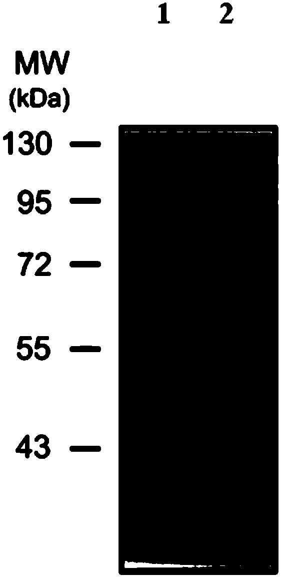 Protein of gracilaria chouae glucophosphomutase and encoding gene and application of protein