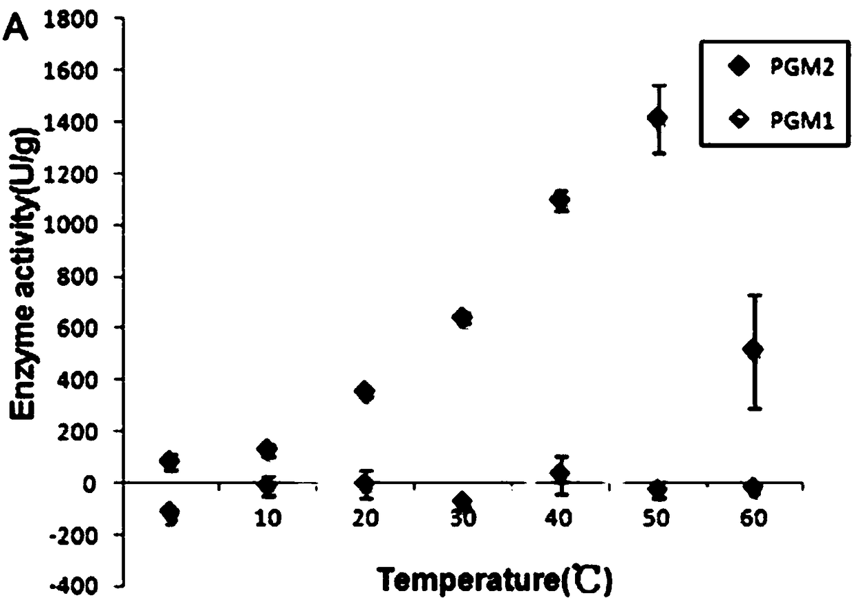 Protein of gracilaria chouae glucophosphomutase and encoding gene and application of protein