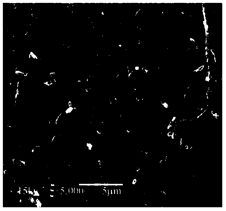 A kind of antibacterial repair function dressing and preparation method thereof