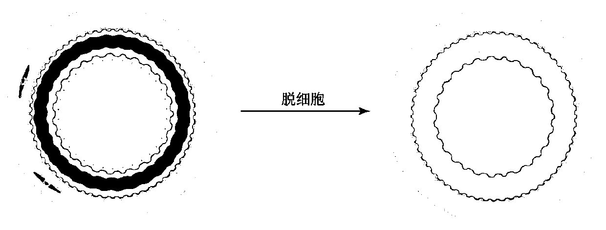 Small-caliber vascular stent for decellularization and preparation method of small-caliber vascular stent