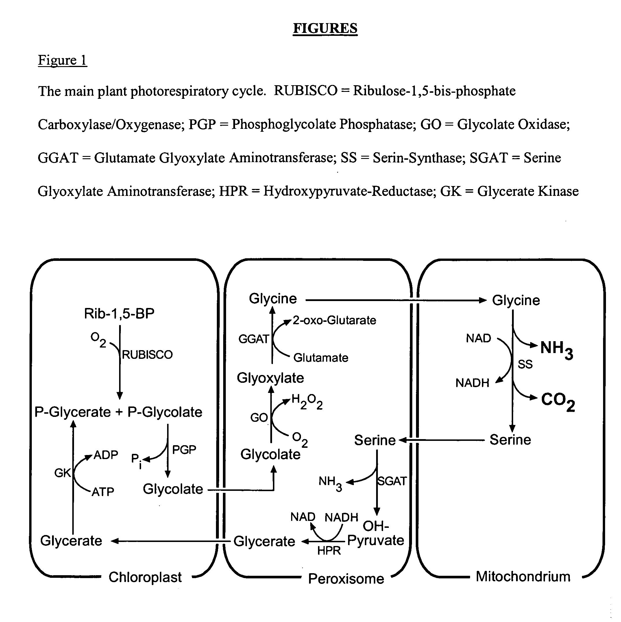 Method for producing plants with suppressed photorespiration and improved c02 fixation