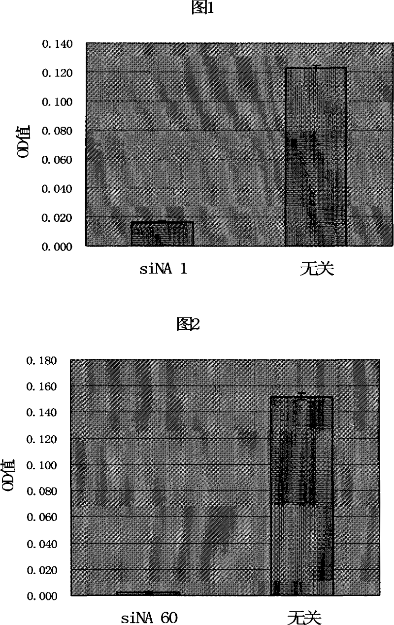 Double-stranded small molecule interfering nucleic acid and combination thereof for inhibiting and killing drug-resistant bacteria