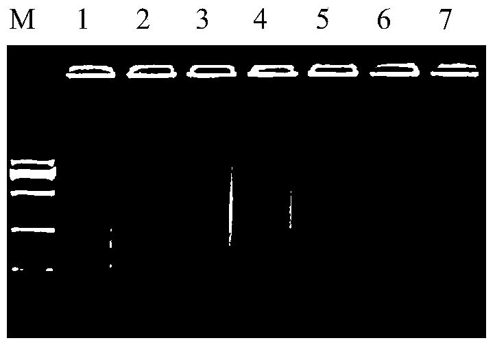 GI genome type norovirus reverse transcription roll loop amplification method