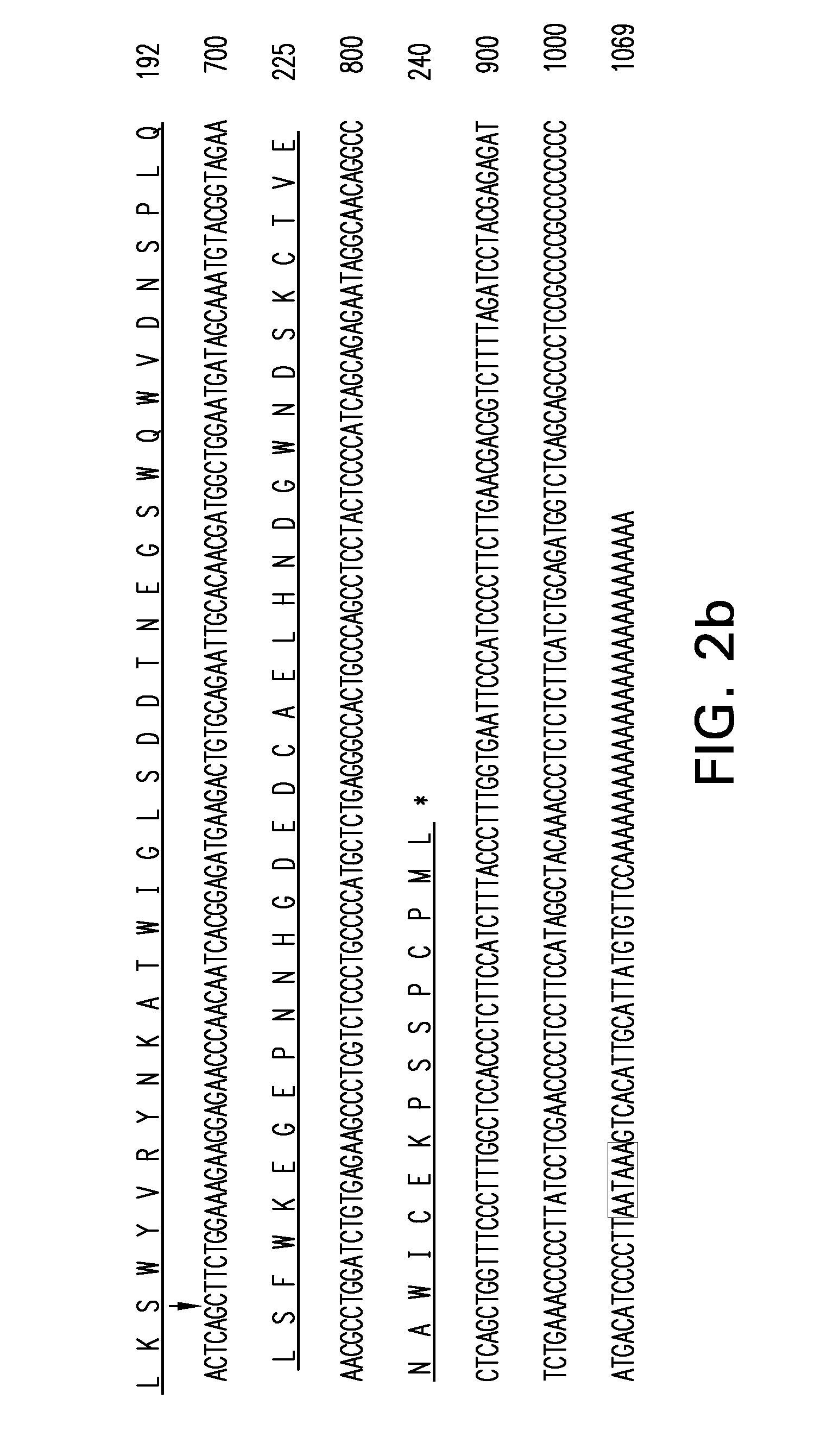 Porcine DC-SIGN, ICAM-3 and LSECtin and uses thereof