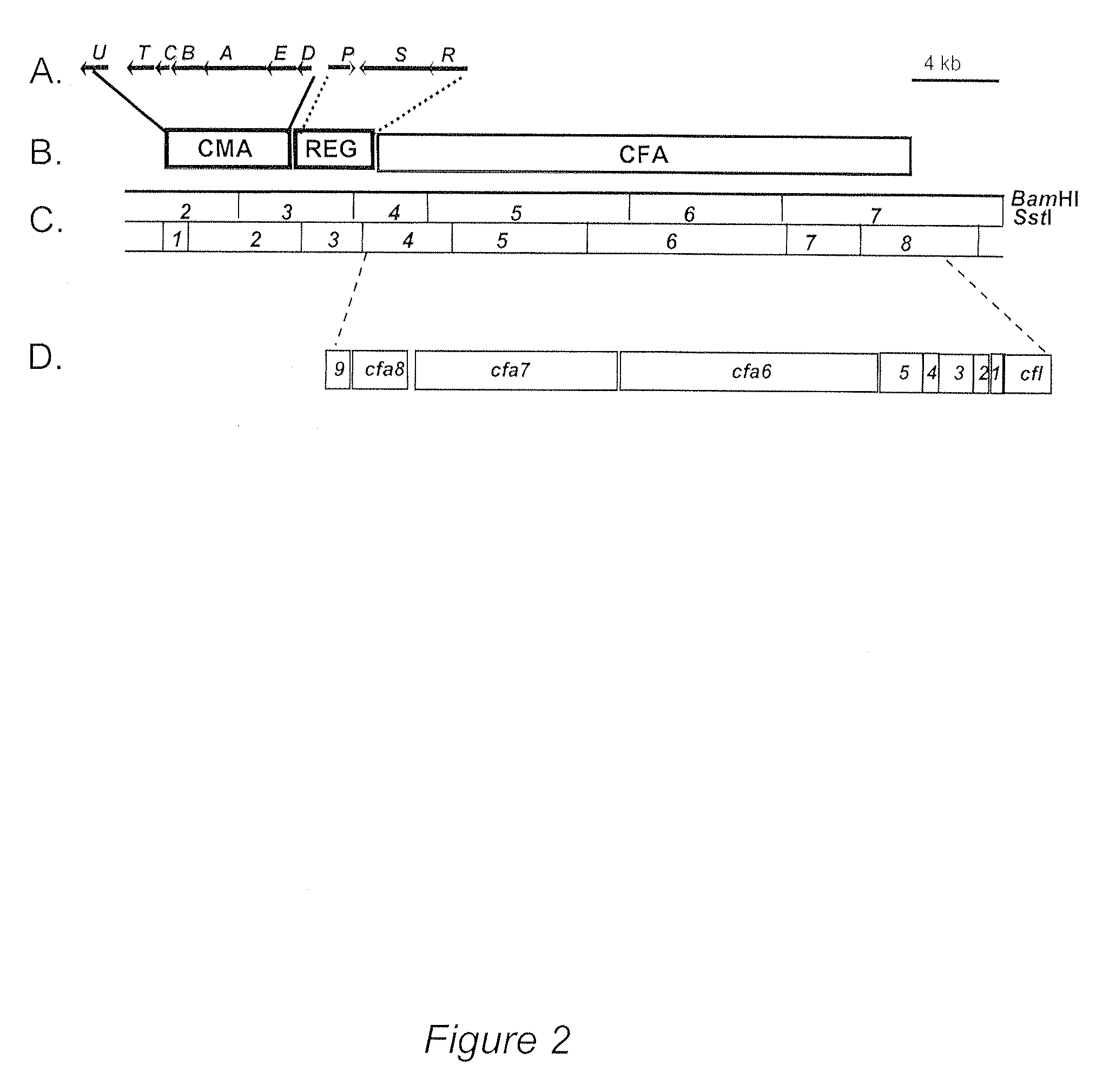 Optimization of Coronatine Production in a Genetically Improved Strain of Pseudomonas Syringae