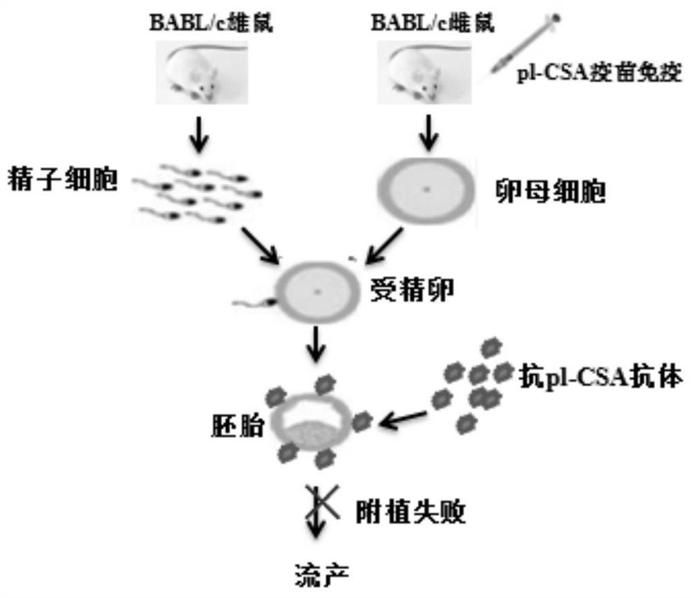 A kind of placenta-like chondroitin sulfate a immune composition and application