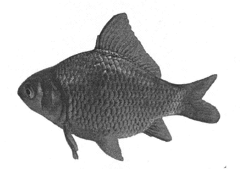 Method for distant hybridization between subfamilies of red crucian carps and xenocypris davidi bleekers