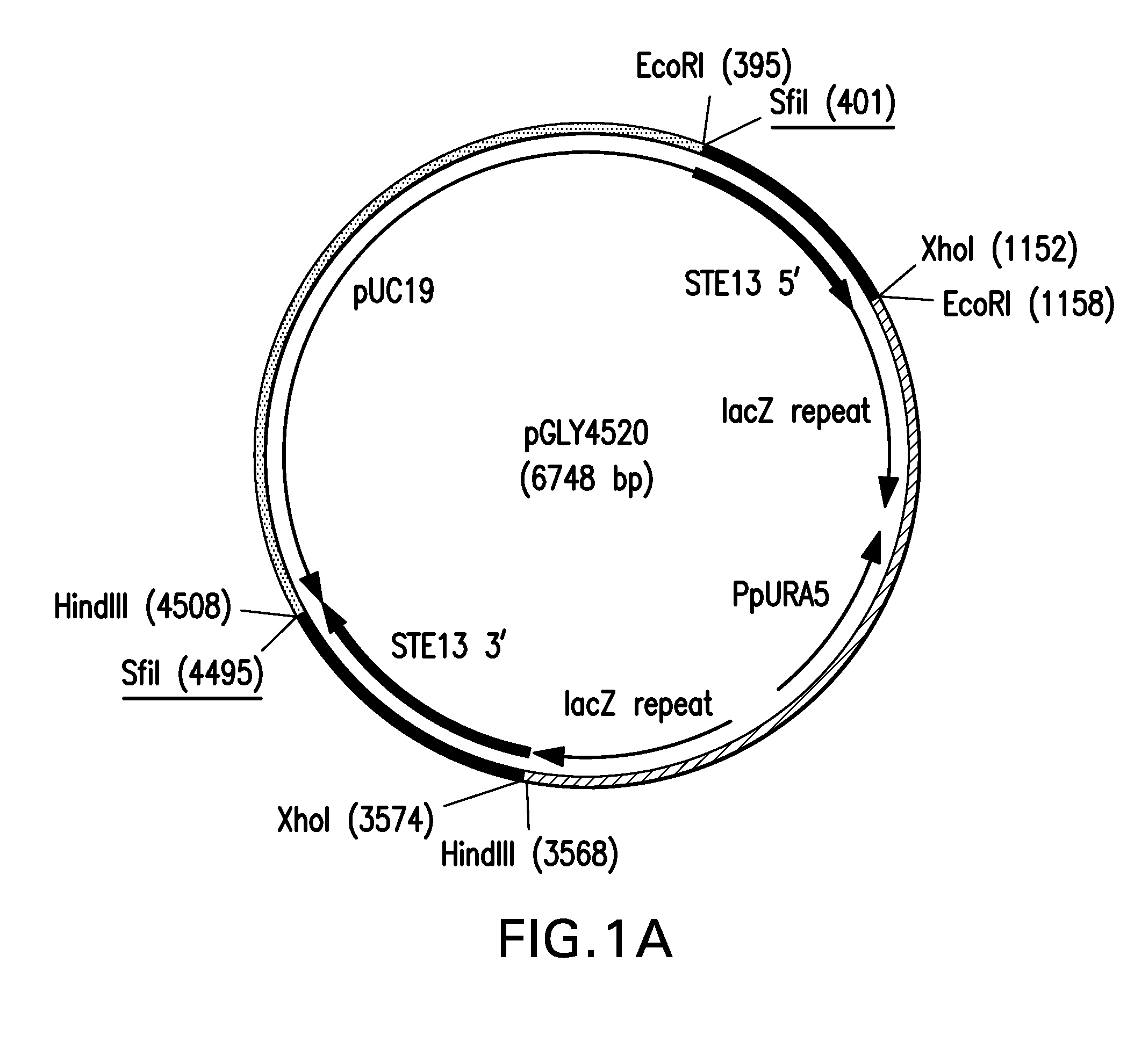 Method for producing therapeutic proteins in pichia pastoris lacking dipeptidyl aminopeptidase activity