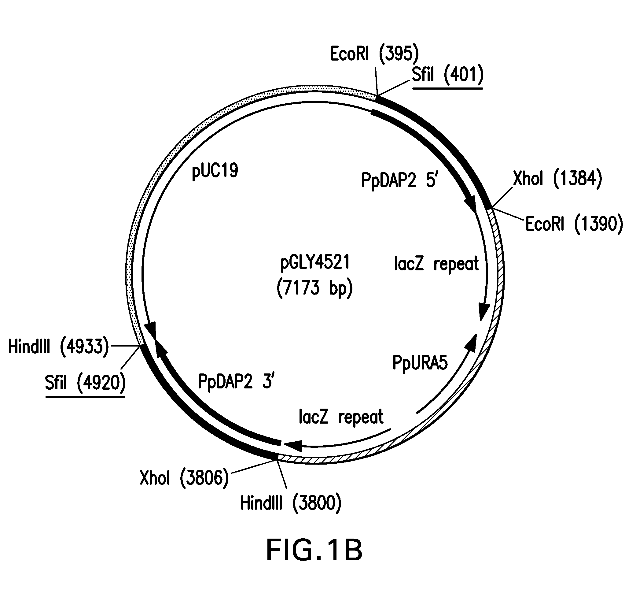 Method for producing therapeutic proteins in pichia pastoris lacking dipeptidyl aminopeptidase activity
