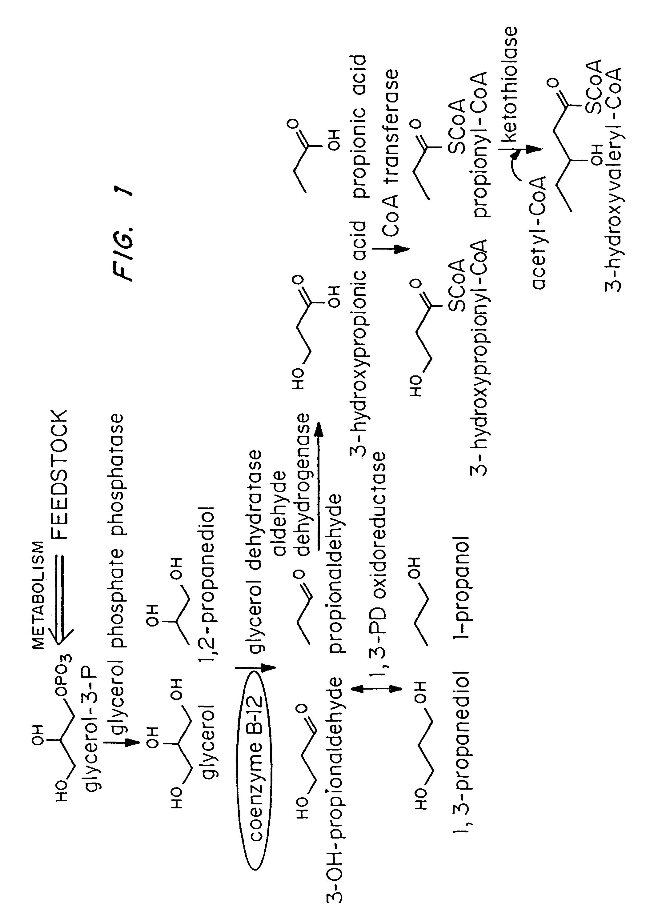 Polyhydroxyalkanoate production from polyols