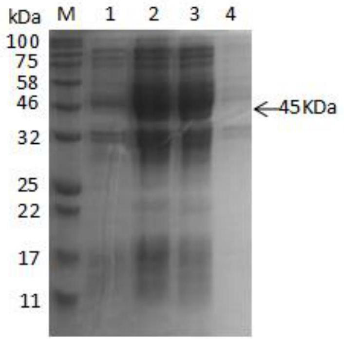 Culture and immunofluorescence quantitative detection method of human group H rotavirus