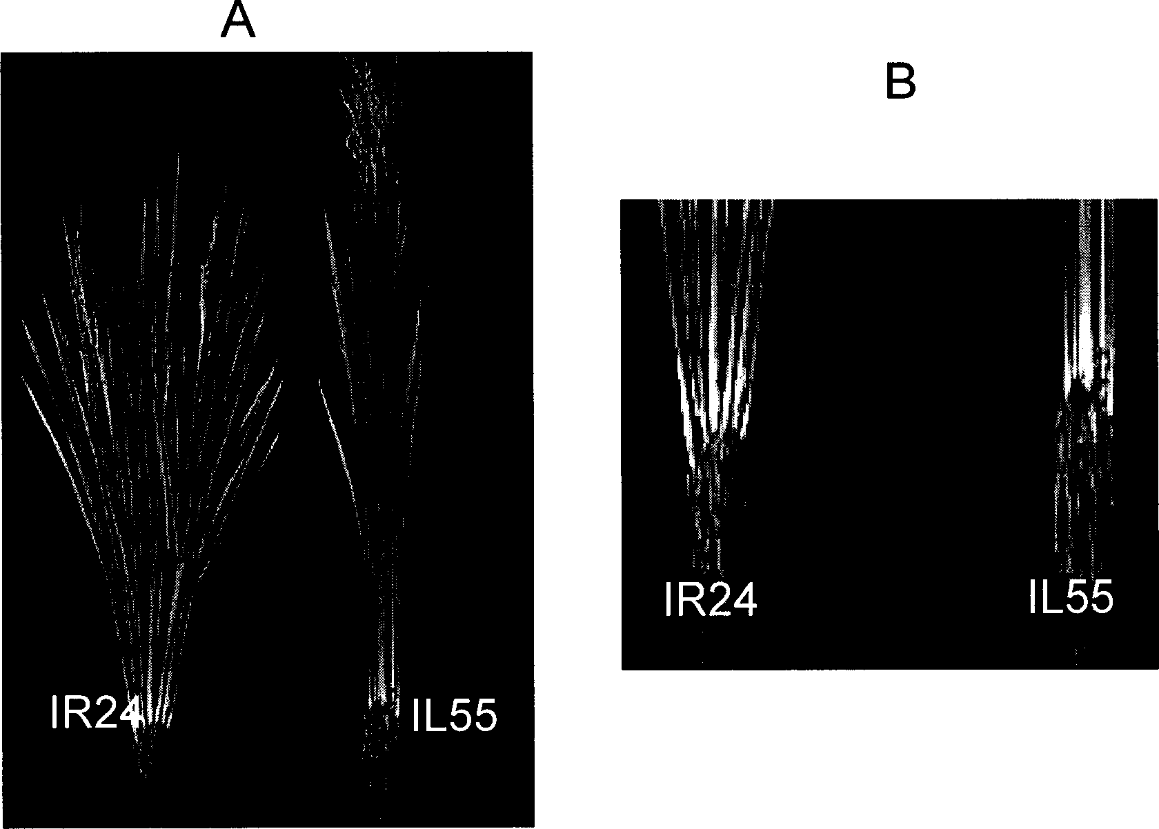 Gene adjusting and controlling rice tillering angle and its coded protein and use