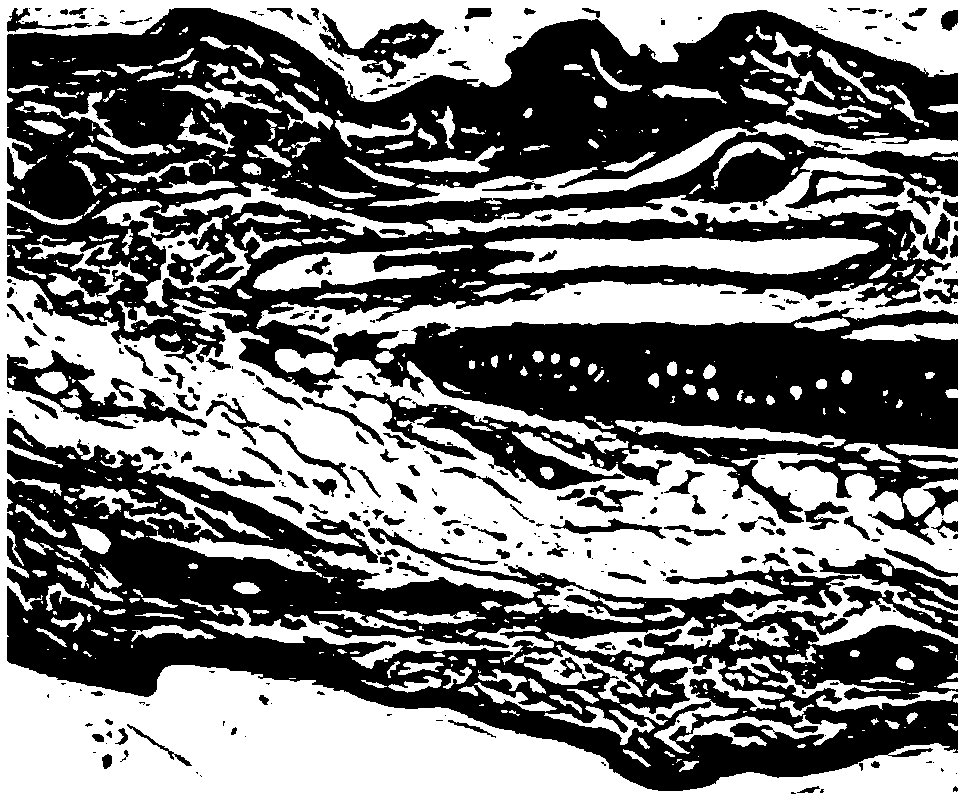 Evaluation method for blood vessel stimulation of mesenchymal stem cell preparation and application