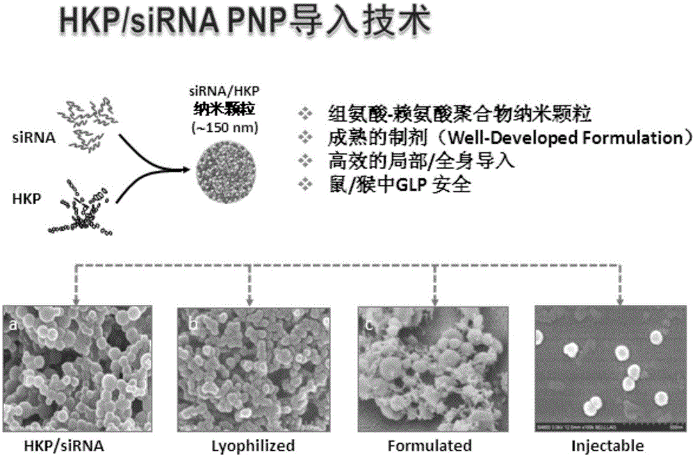 Active molecule capable of suppressing gene replication of Ebola virus and usage method thereof