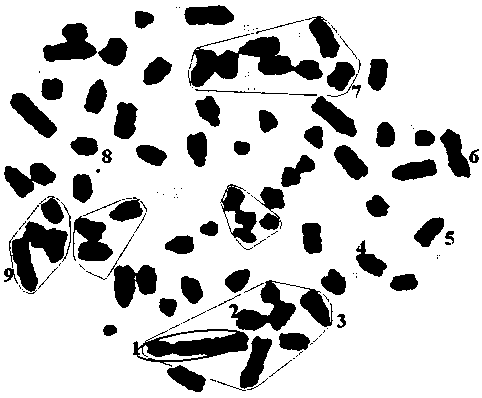 Construction of whole genome high-throughput cloning vector