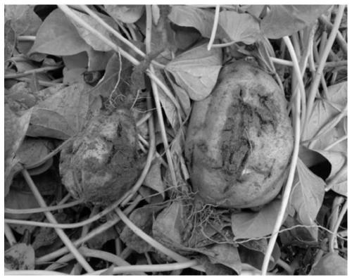 Virus-free planting method of sweet potatoes