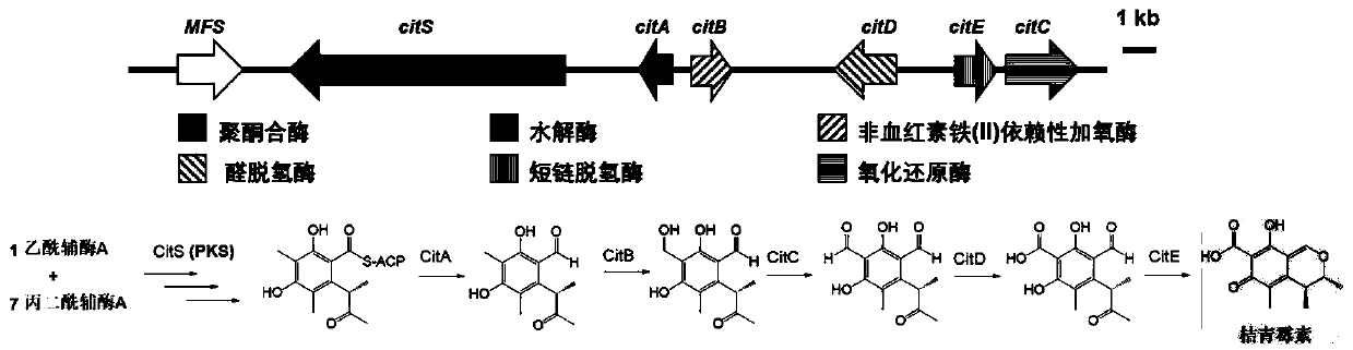 Monascus industrial strain for traceless deletion of citrinin synthetic genes