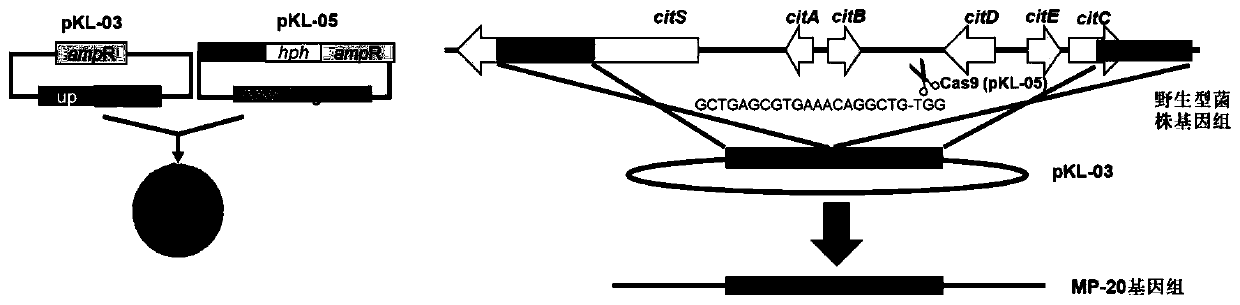 Monascus industrial strain for traceless deletion of citrinin synthetic genes