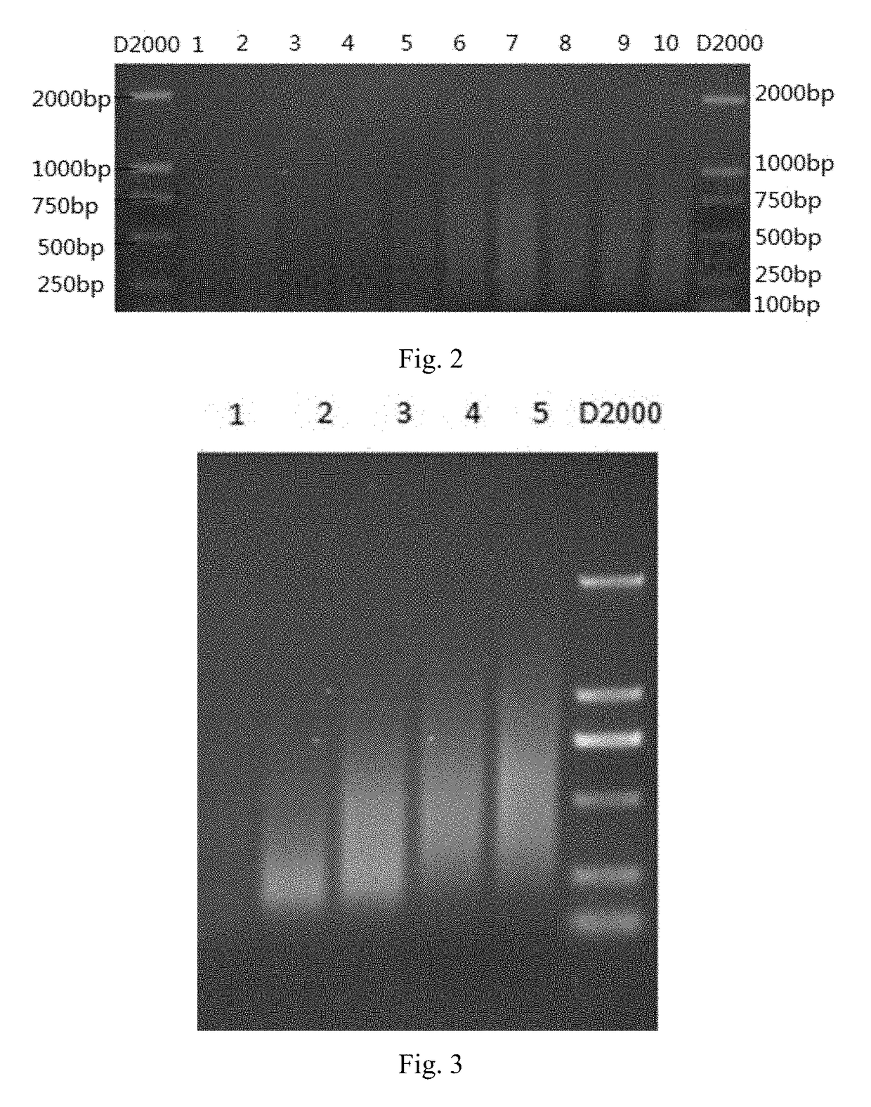 Primer for nucleic acid random fragmentation and nucleic acid random fragmentation method