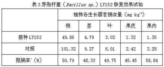 Bacillus with blocking effect on cadmium and its application